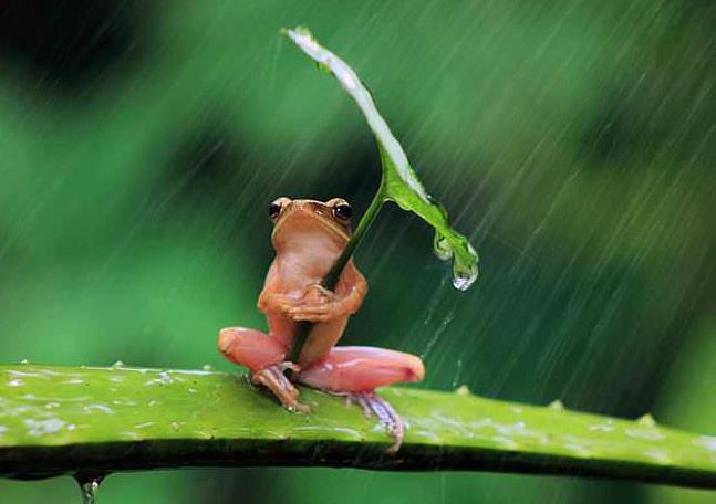 objet publicitaire pour la pluie Meme la grenouille à son parapluie ...