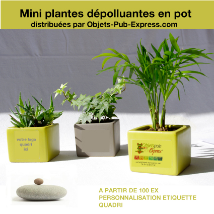 PLANTE-DEPOLLUANTE-EN-CUBE-objets-pub-Ecolos