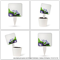 Morning Glory graines express Green
