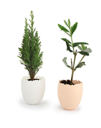 ŒUF MINI PLANT D'ARBRE Prestige - VIP - Book idée cadeau Objets Pub Express®